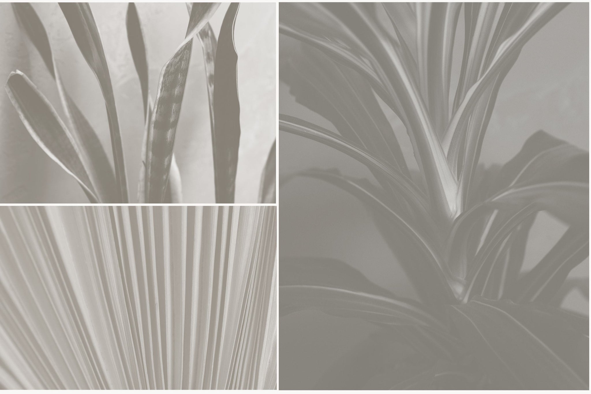 Tropics - Botanical Stock Photos - Copal Studio Packaging Mockups For Designers